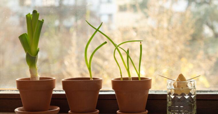 Regrowing – Grow your own vegetables from leftovers