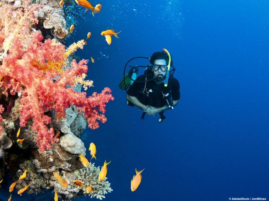 Red coral and yellow fish can be seen during wildlife-friendly diving. Like this diver on a reef.
