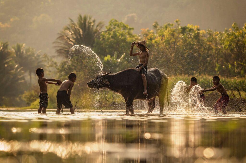 Wildlife in Cambodia