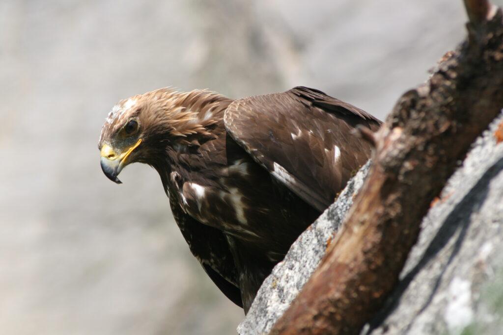Approximately 40 pairs of golden eagles breed in Hohe Tauern National Park.