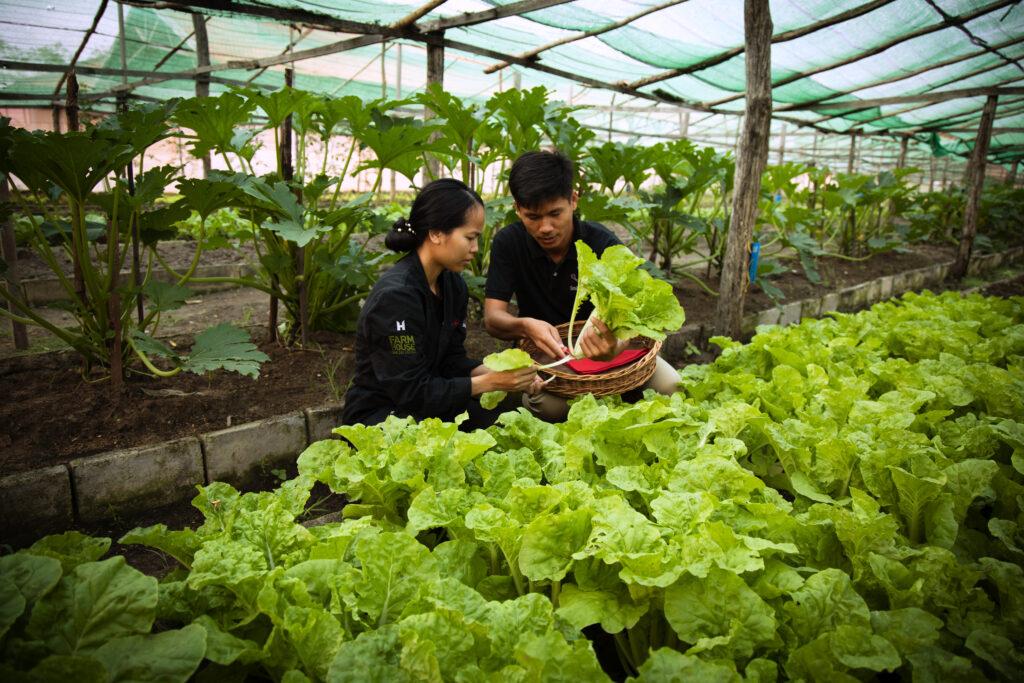 Zwei Menschen aus dem Team des Smiling Gecko begutachten Salat in der Landwirtschaft der NGO