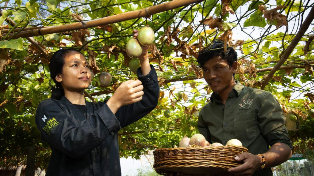 Two members of the Smiling Gecko team inspect lettuce at the NGO's farm.