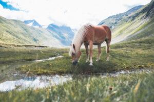 Haflinger on a mountain pasture, Soelden
