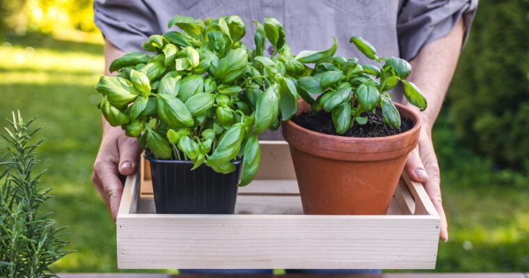How to keep your basil plant alive for more than a week