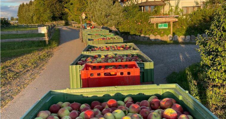Harvesting apples properly: Do they ripen?