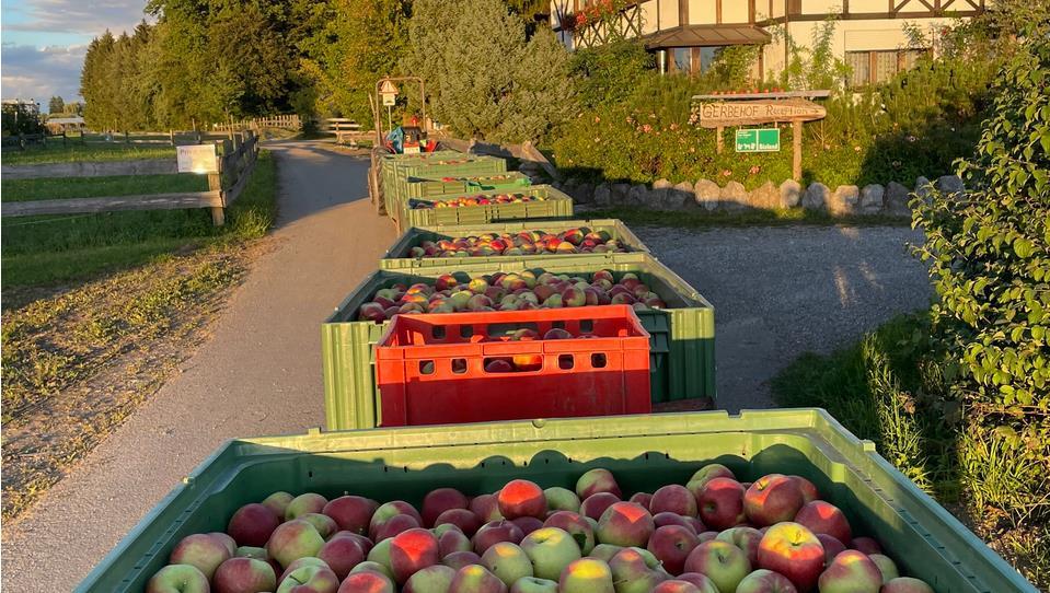 Harvesting apples properly: Do they ripen?