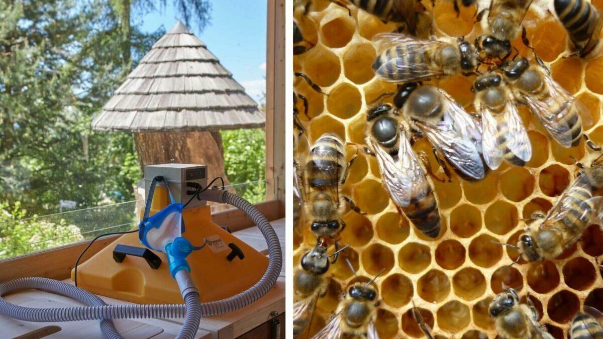 sustainable travel in south tyrol with bees
