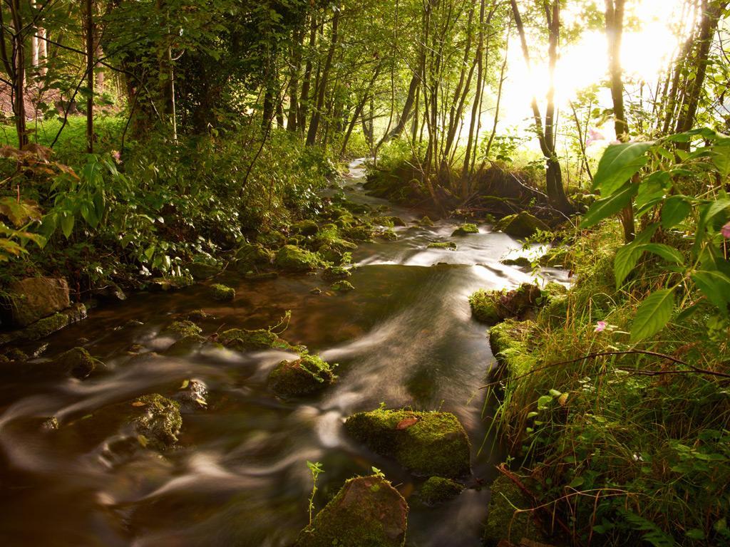 Fluss im Wald von Bad Herrenalb