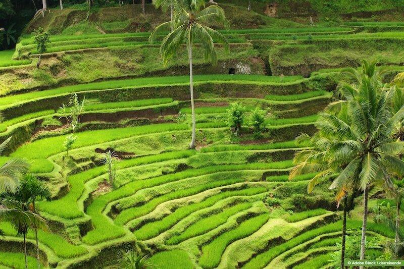 Bali: Threatened beauty and culture – how to travel the island responsibly