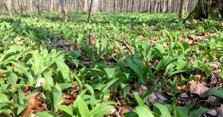 Seasonal calendar: recognize wild garlic and use it