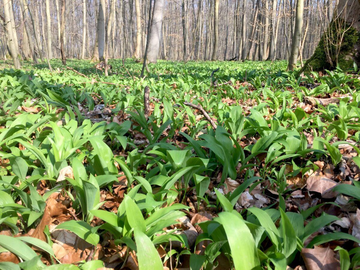 Seasonal calendar: recognize wild garlic and use it