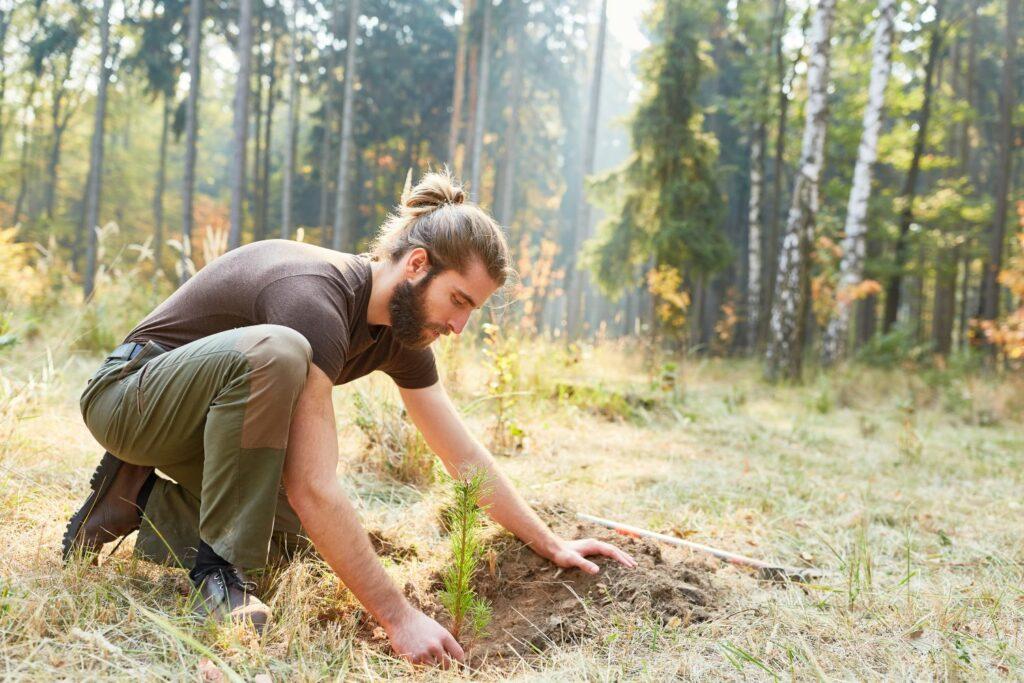 A man plants a tree in a forest clearing. It will be years before this seedling can absorb significant amounts of CO₂.