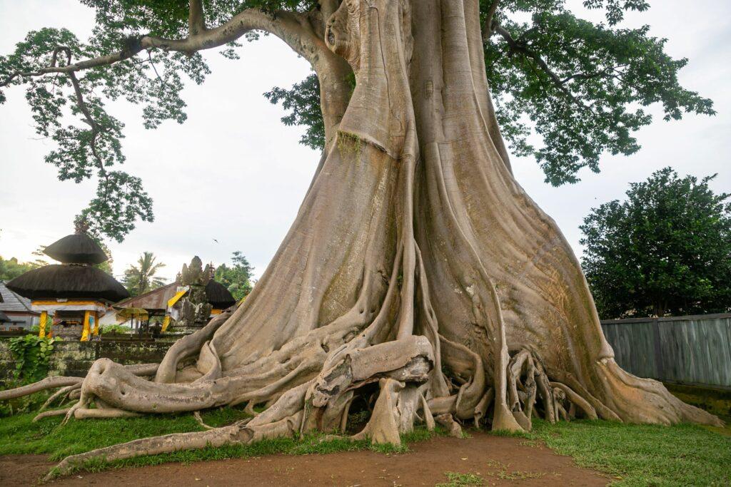 Banyan tree in Bali