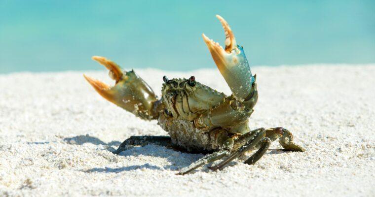 A sustainable beach vacation – Tips and eco-friendly accommodations