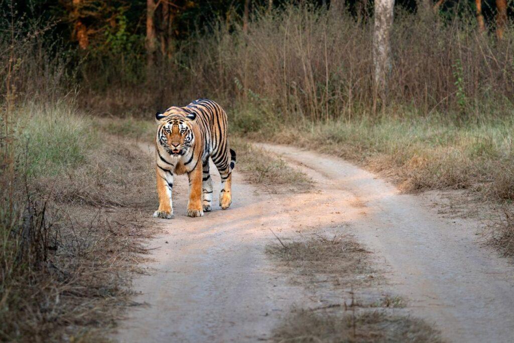 A Bengal tiger was spotted on the road in Chitwan National Park in Nepal.