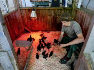 Augsburger Hühner, Berghotel Rehlegg