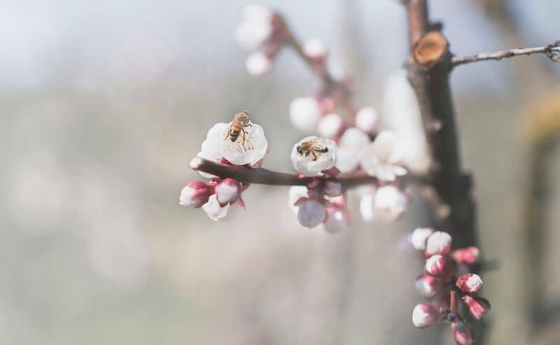Lively garden: preserving biologic diversity