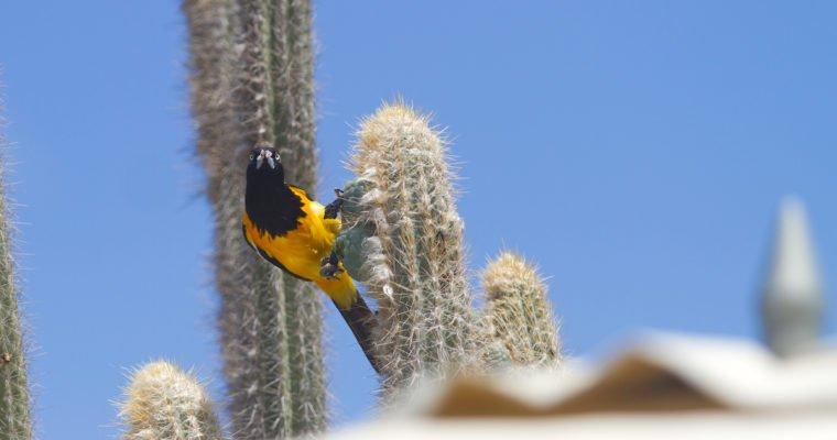 Of songbirds and feathered friends