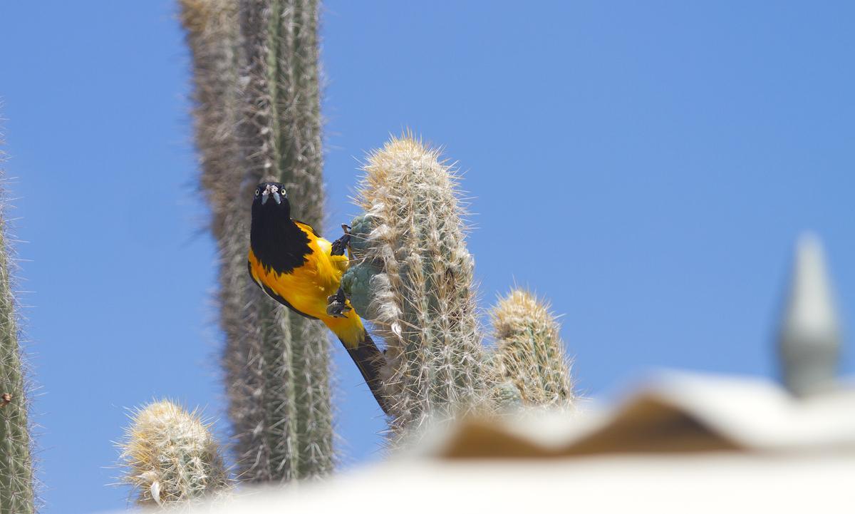 Of songbirds and feathered friends