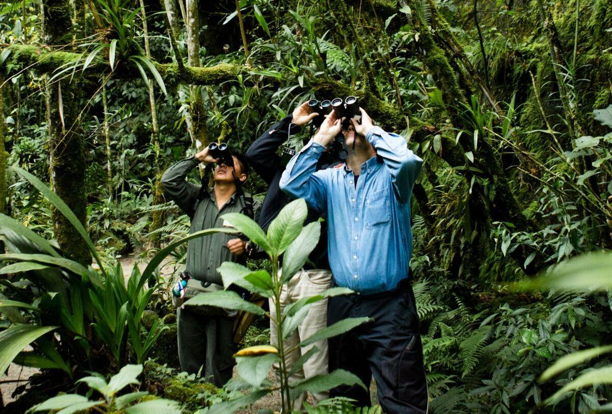 bird watching Peru