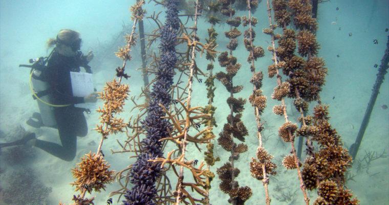 Of Manta rays and corals: Sustainable vacation in the Maldives