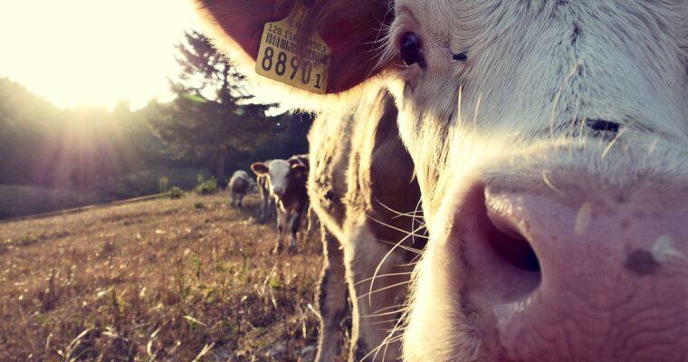 The climate impact of milk – Why we should start thinking about alternatives