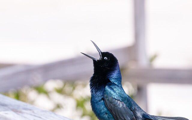 Bird Call App – Birding for Beginners