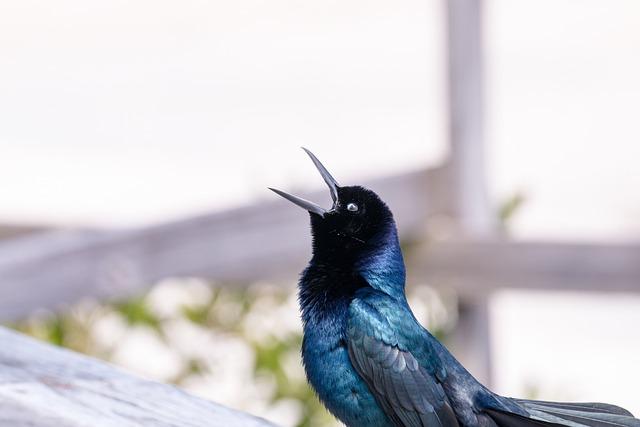 Bird Call App – Birding for Beginners