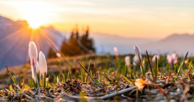 Early bloomers – The first heralds of spring to come