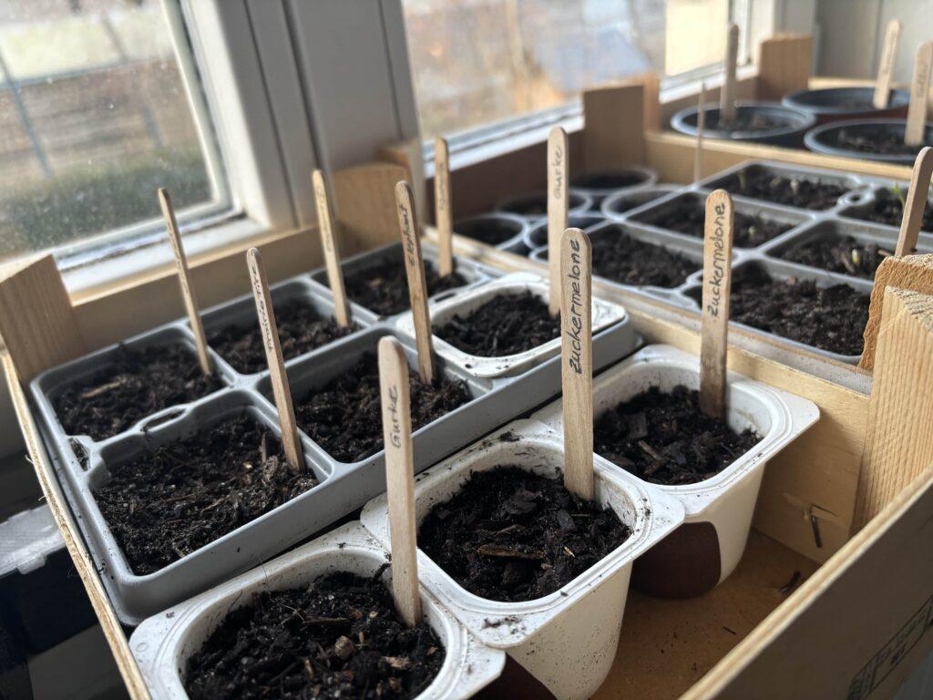 Yogurt cups as seedling pots