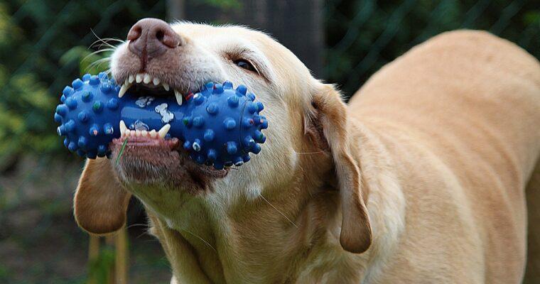 Dog Toys put to the Test – Tips for sustainable Dog Gifts