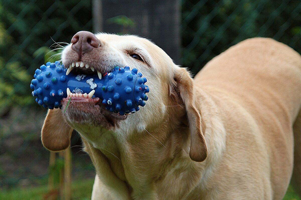 Dog Toys put to the Test – Tips for sustainable Dog Gifts