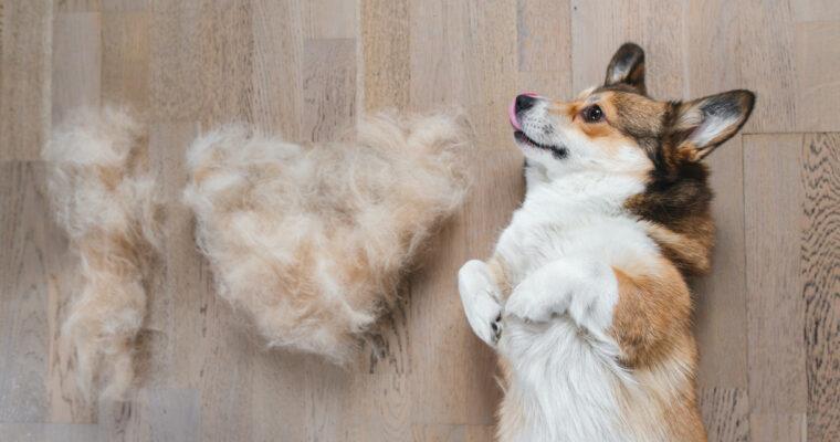 Save resources: Donate dog fur