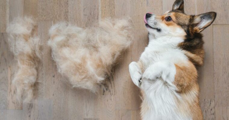 Rohstoffe retten: Hundefell spenden