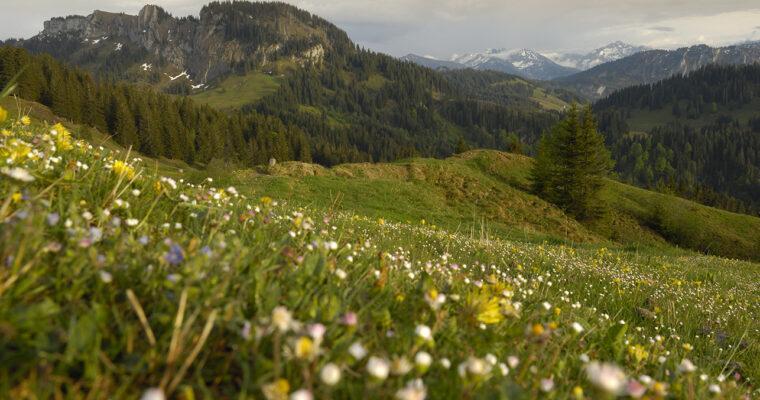 Digital-Detox: Green oases of tranquility