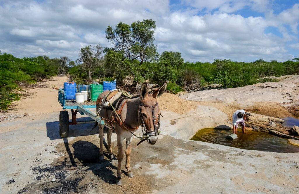 Donkey waiting to carry water during the dry season, man collecting water in a dry riverbed in Paraíba, Brazil.