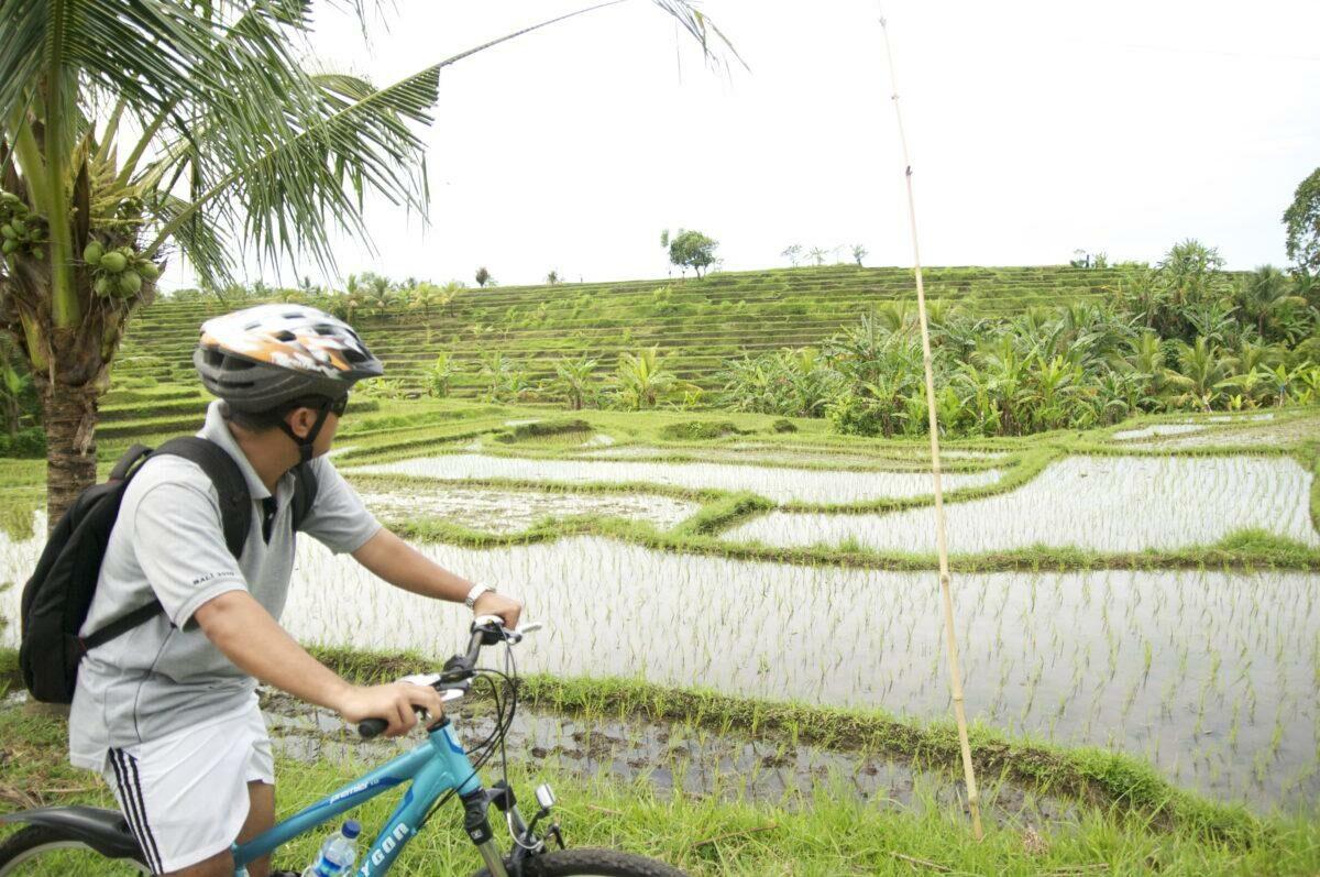 Eco tour through rice fields on Bali
