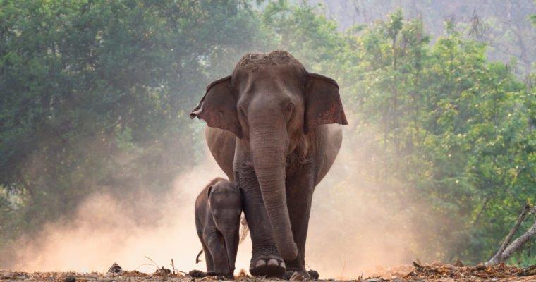 Ethical animal encounters during your vacation