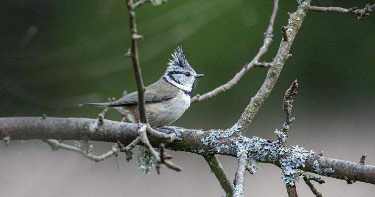 Species protection on your doorstep – the Hour of Winter Birds begins (January 5 to 7)