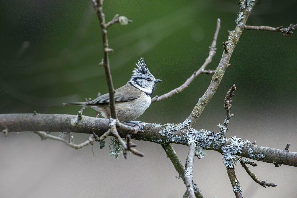 Species protection on your doorstep – the Hour of Winter Birds begins (January 5 to 7)