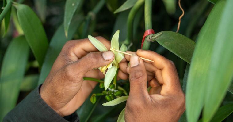 In the Gardens of our Green Pearls Partners
