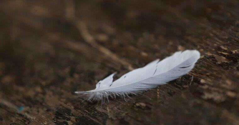 Collecting feathers on vacation – What you need to know