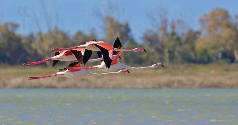 Bird Watching – The Best Places to Watch Fall Migration in Europe