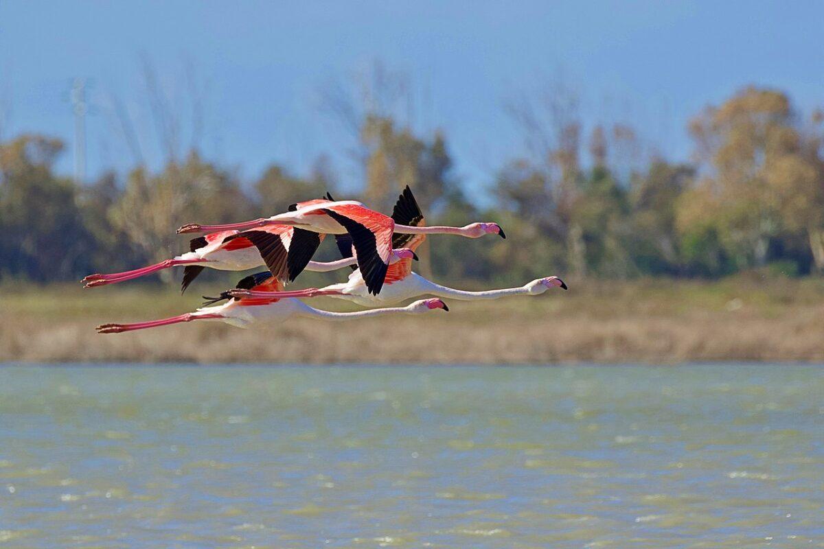 Bird Watching – The Best Places to Watch Fall Migration in Europe