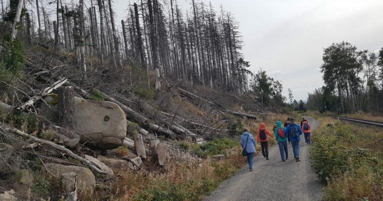 The Forest in the Harz Mountains transforms from death to new wilderness