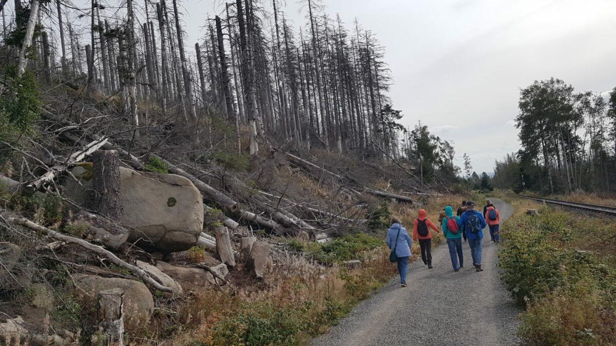 The Forest in the Harz Mountains transforms from death to new wilderness