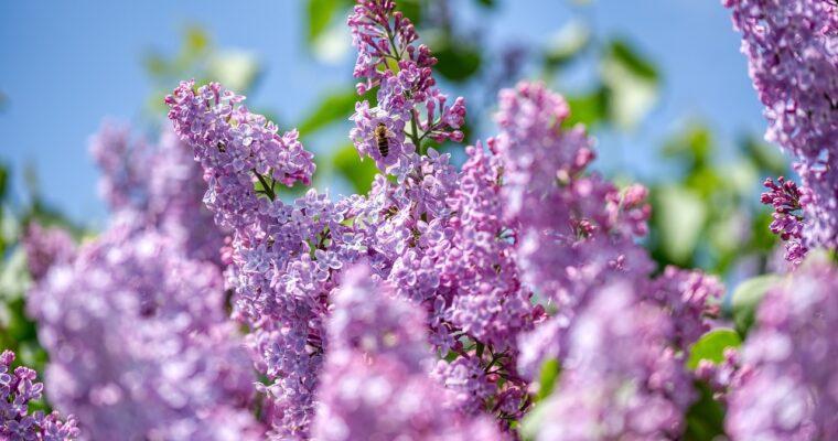 New study shows: These are the best flowers for bees