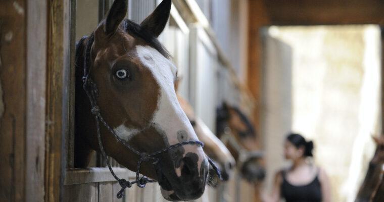 A sustainable horseback vacation: how it works and things you should keep in mind