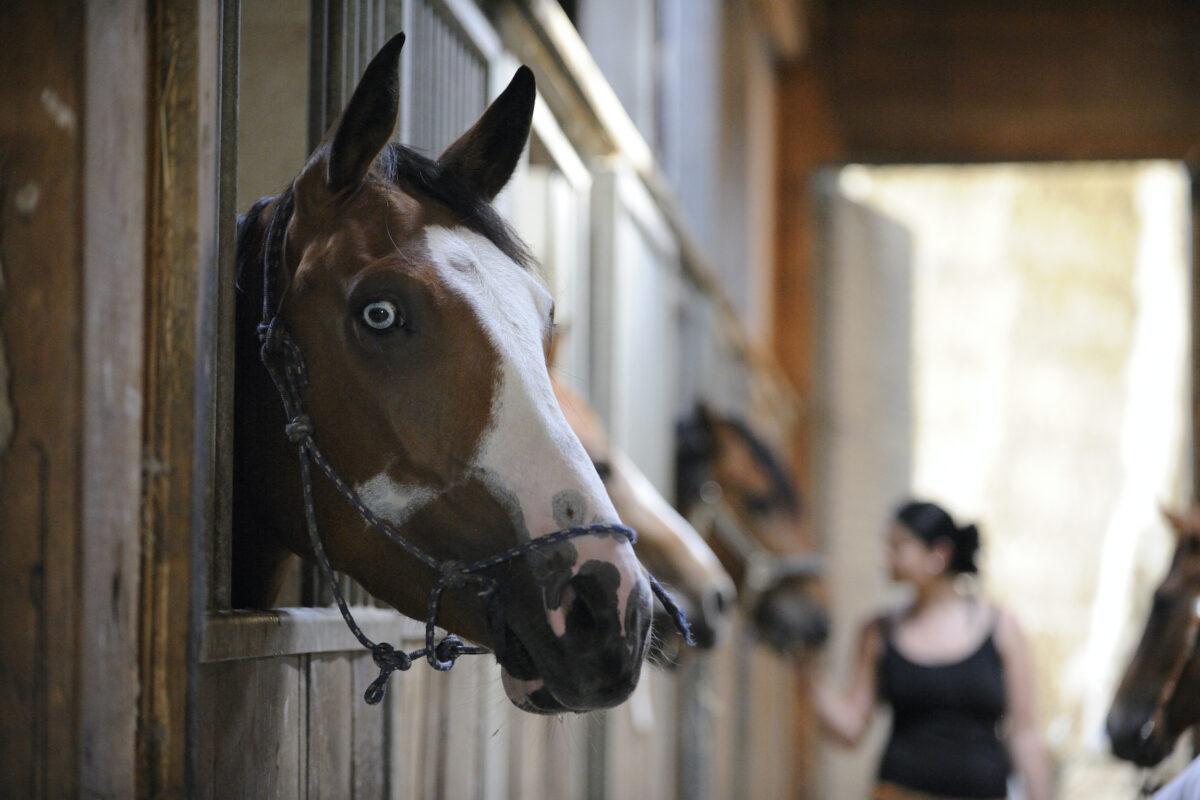 A sustainable horseback vacation: how it works and things you should keep in mind