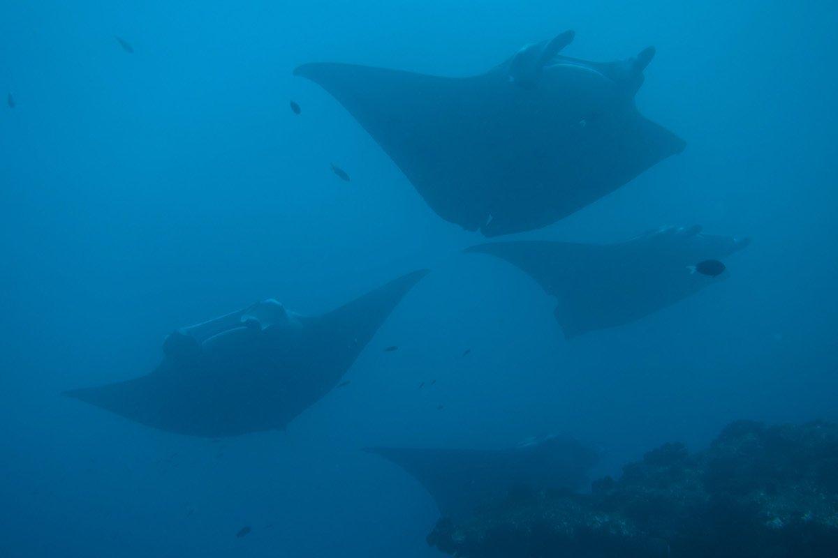 Manta Rays: Sustainable Travel in the Maldives